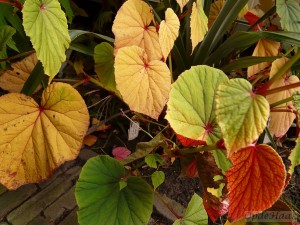 Begonia grandis 